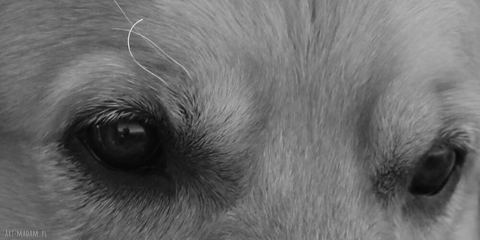 Obraz Labrador na płótnie - pies o uroczym spojrzeniu