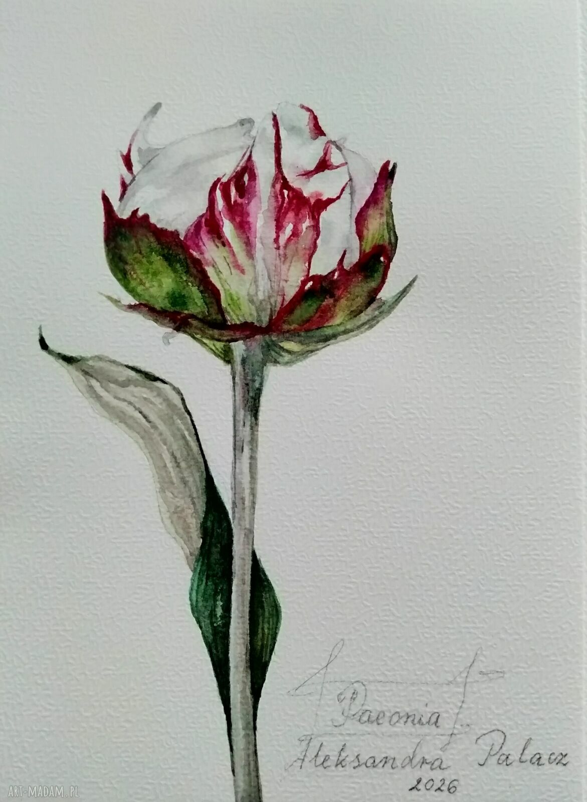 Piwonia. Akwarela botaniczna - obraz 15 x 21 cm