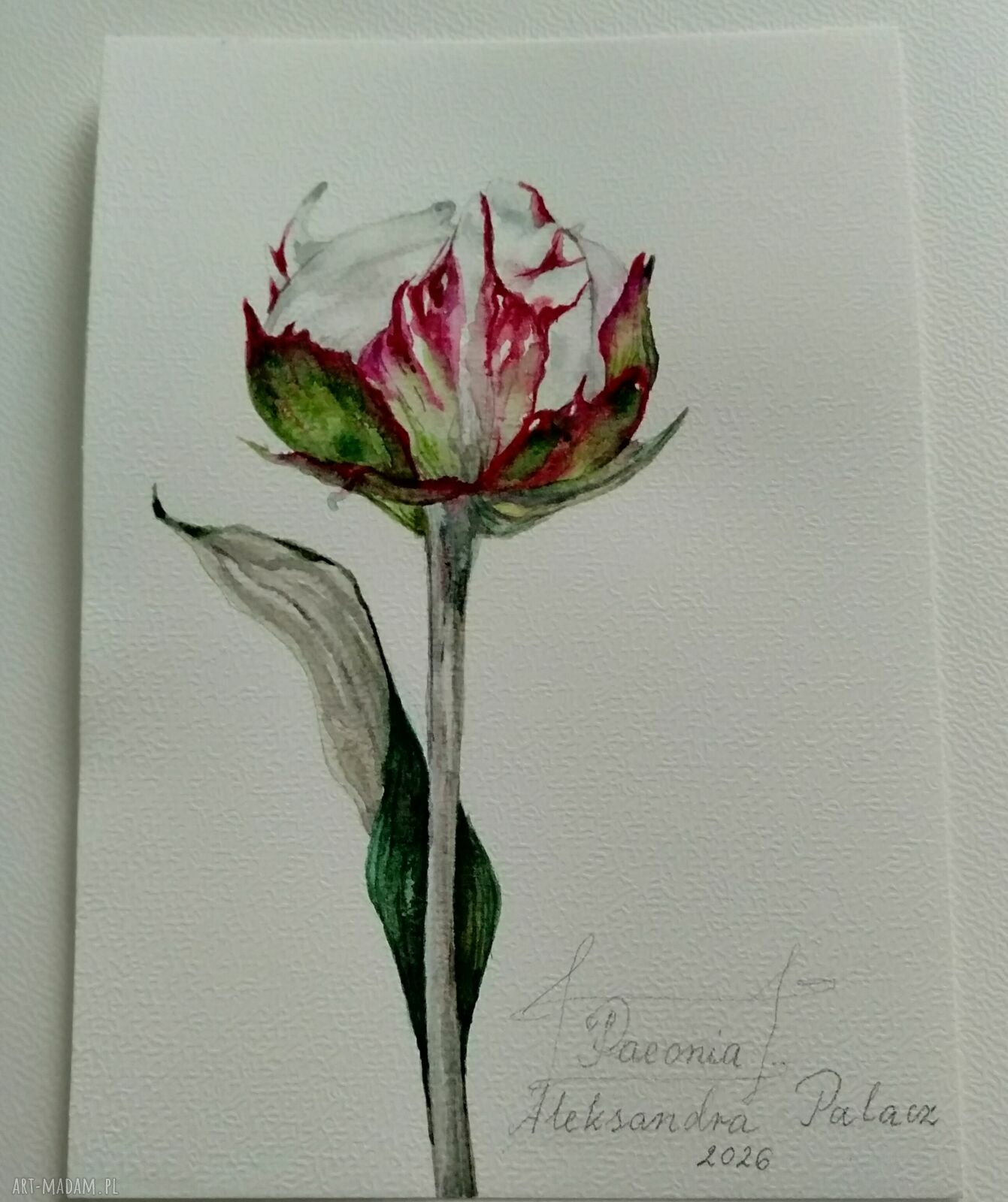 Piwonia. Akwarela botaniczna - obraz 15 x 21 cm