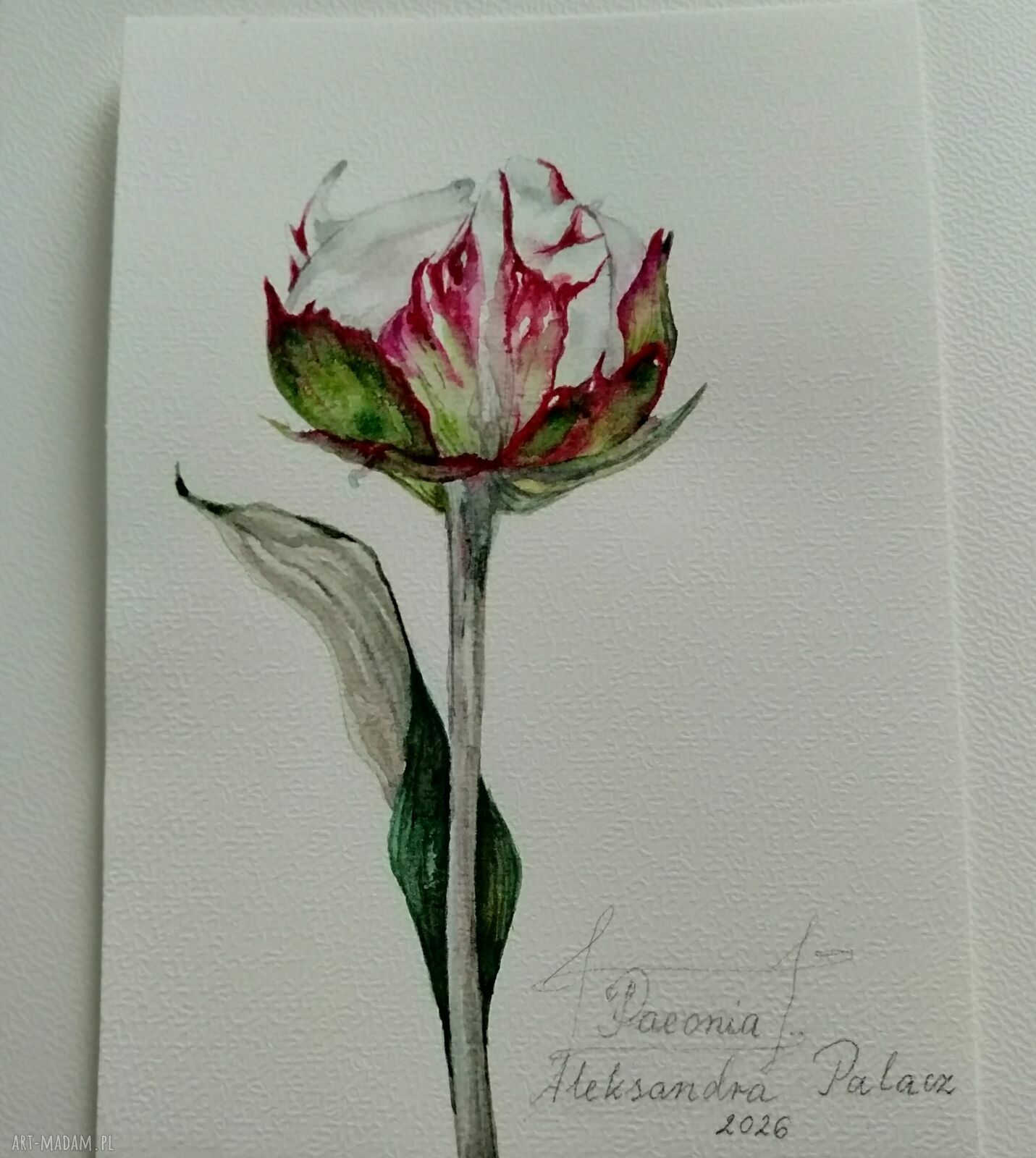 Piwonia. Akwarela botaniczna - obraz 15 x 21 cm