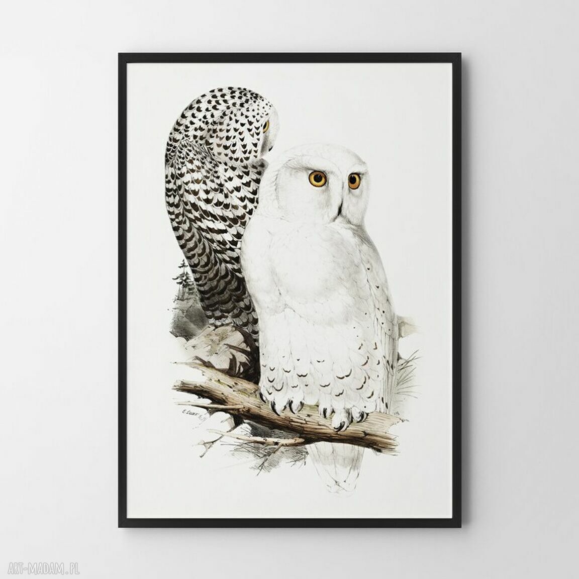 Plakat Biała Sówka 30x40 cm - dekoracja z motywem sowy