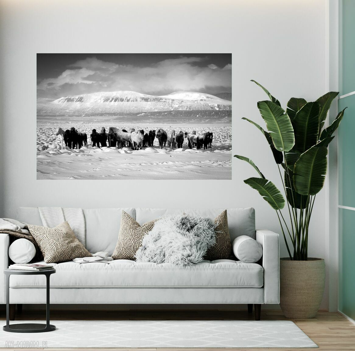 Plakat z fotografią islandzkich koni III w czarno-białej odsłonie