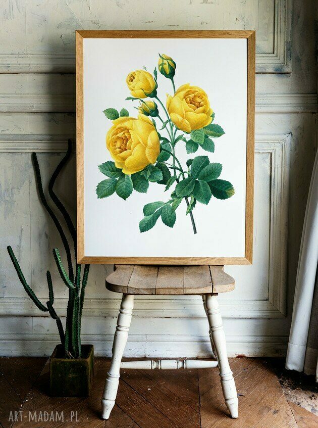 Plakat Obraz Złota Róża 40x50 cm do salonu