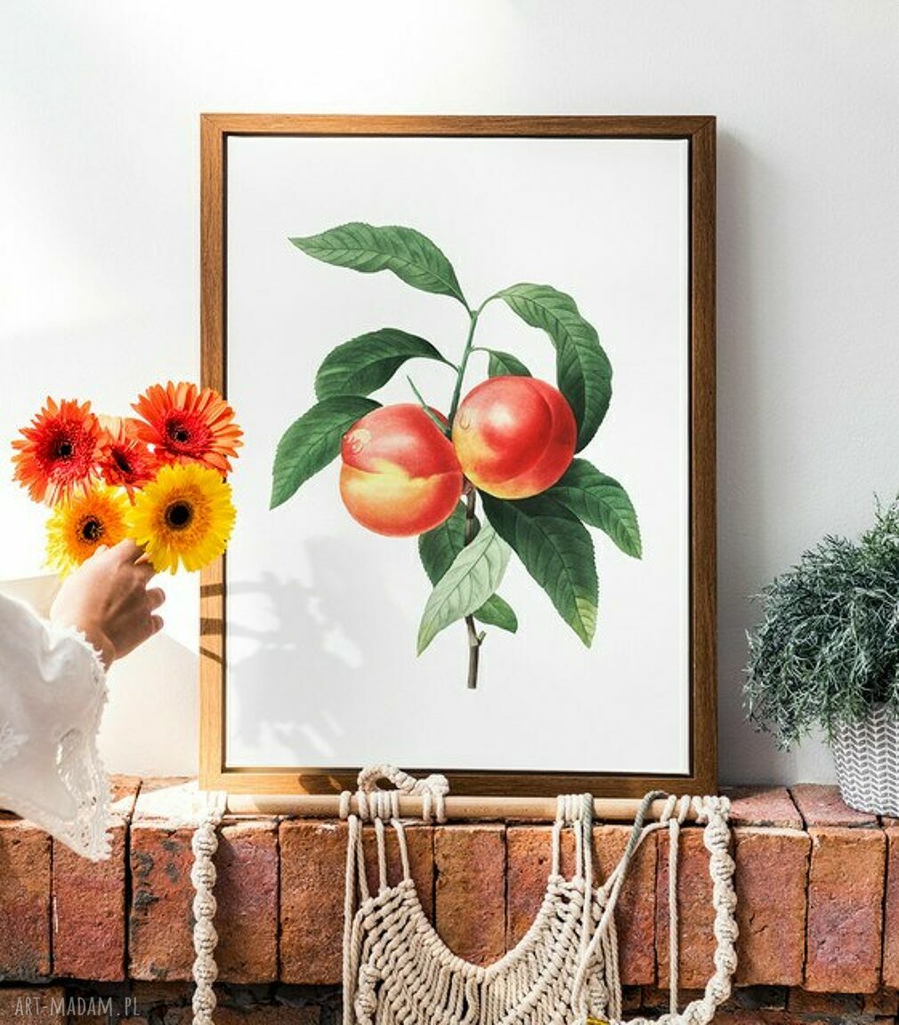 Plakat obraz brzoskwinia vintage 50x70 cm B2