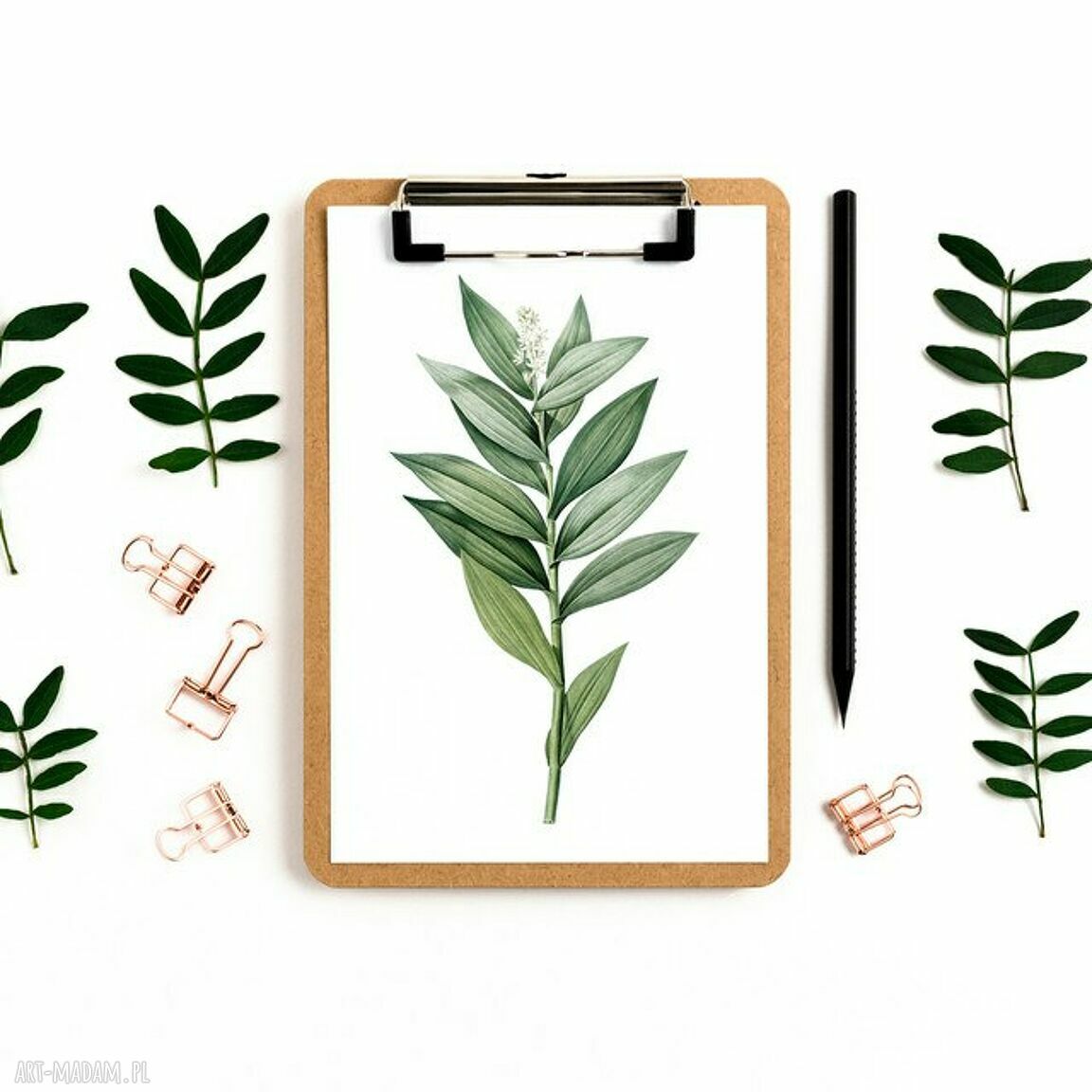 Plakat obraz gałązka 50x70 cm B2 - autorska grafika Hogstudio