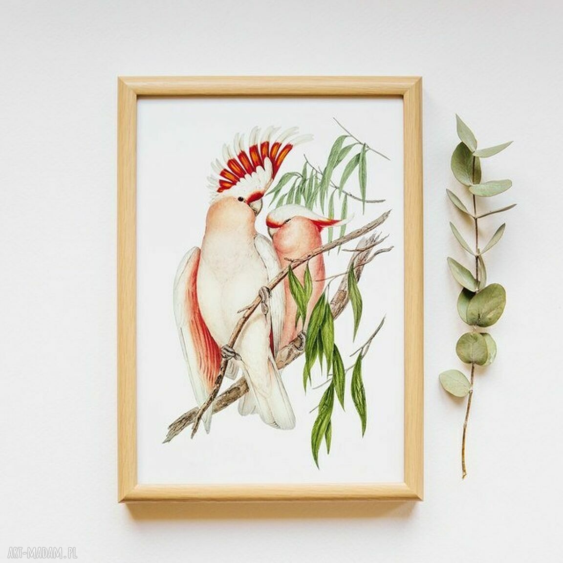 Plakat obraz papugi 50x70 cm B2 - kolorowa grafika