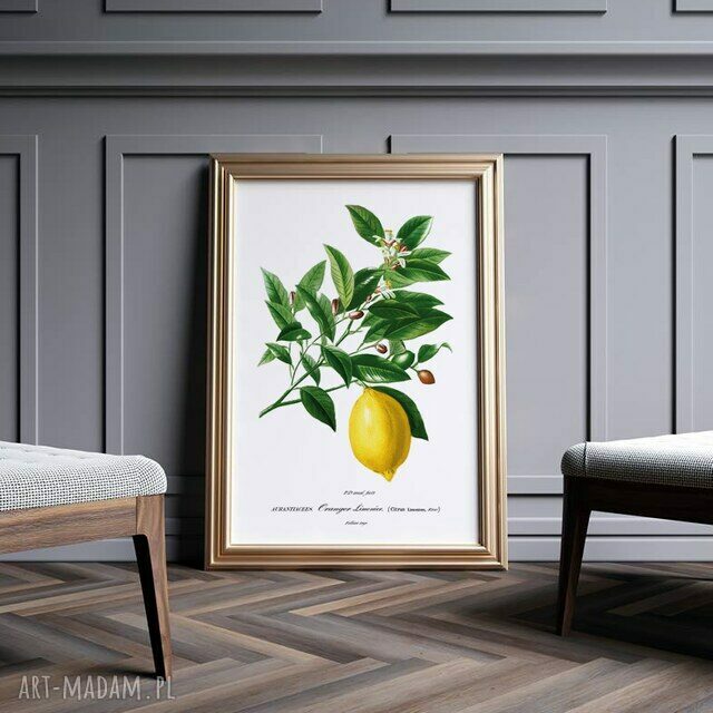 Plakat cytrynowy „Zawrót głowy” 50x70 cm B2