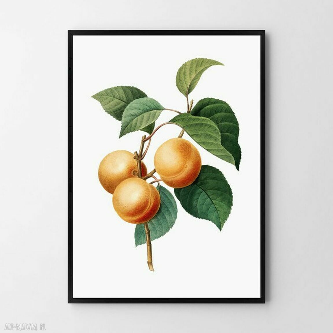 Plakat obraz Morela 50x70 cm B2 - Hogstudio