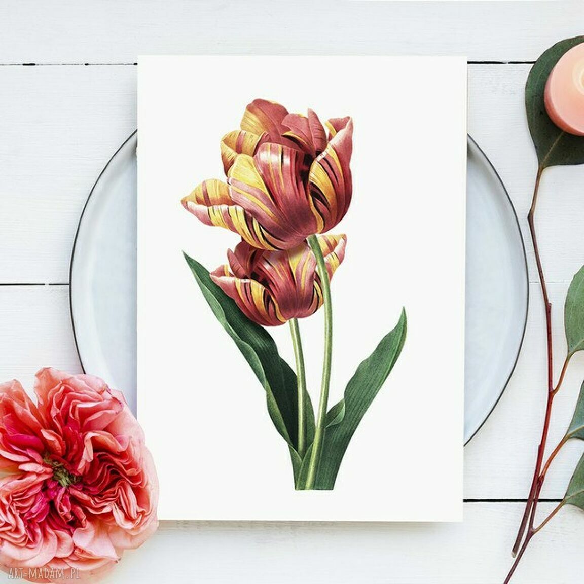 Plakat obraz Tulipan 50x70 cm B2