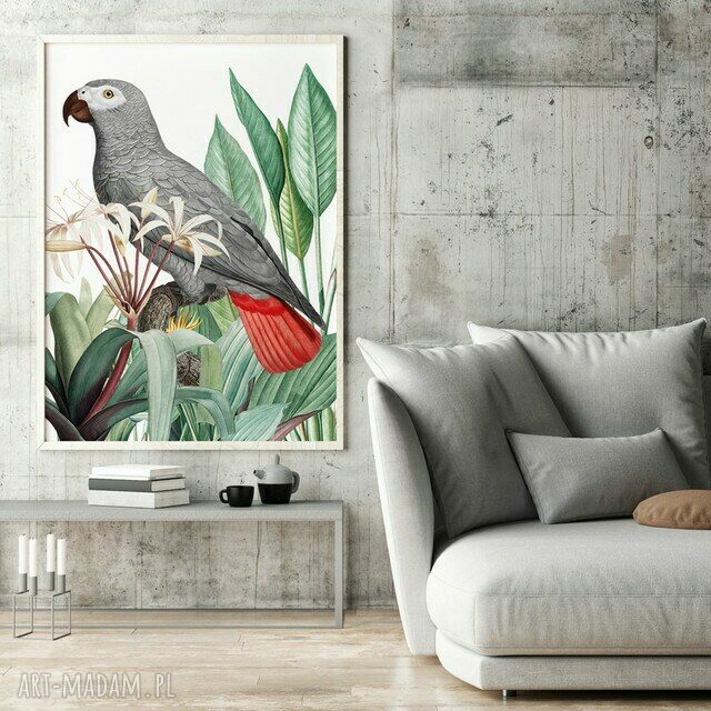 Plakat-Obraz Papuga Szara 50x70 cm B2