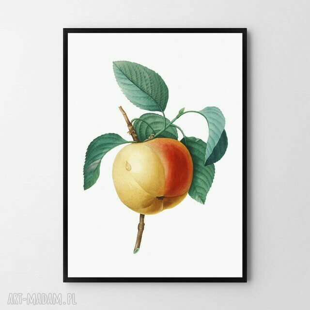 Plakat Jabłko 50x70 cm B2