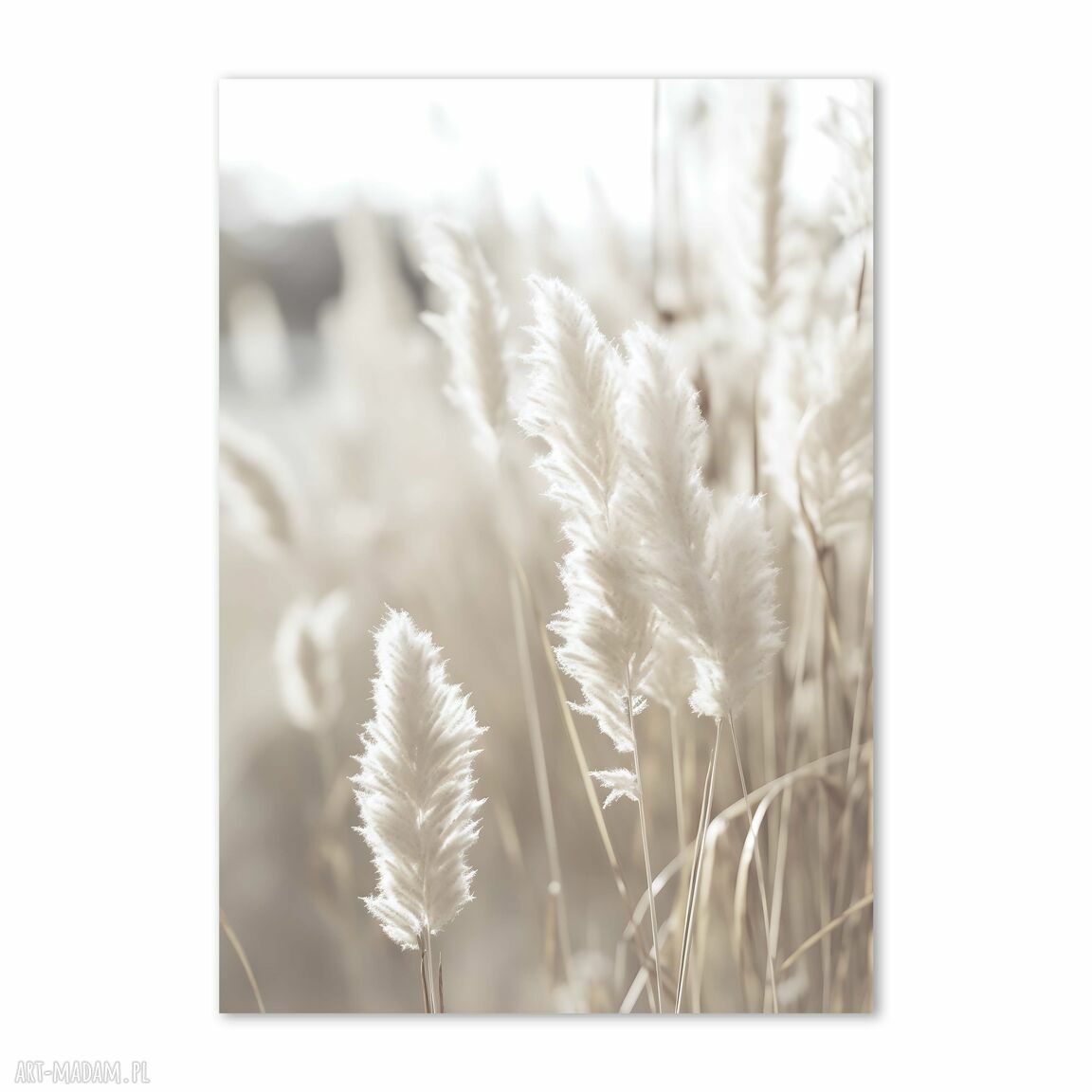 Plakat Trawy Boho 40x50 cm do salonu