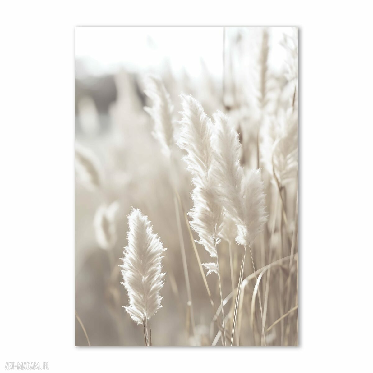 Plakat - Trawy Boho 50x70 cm (8-2-0045)