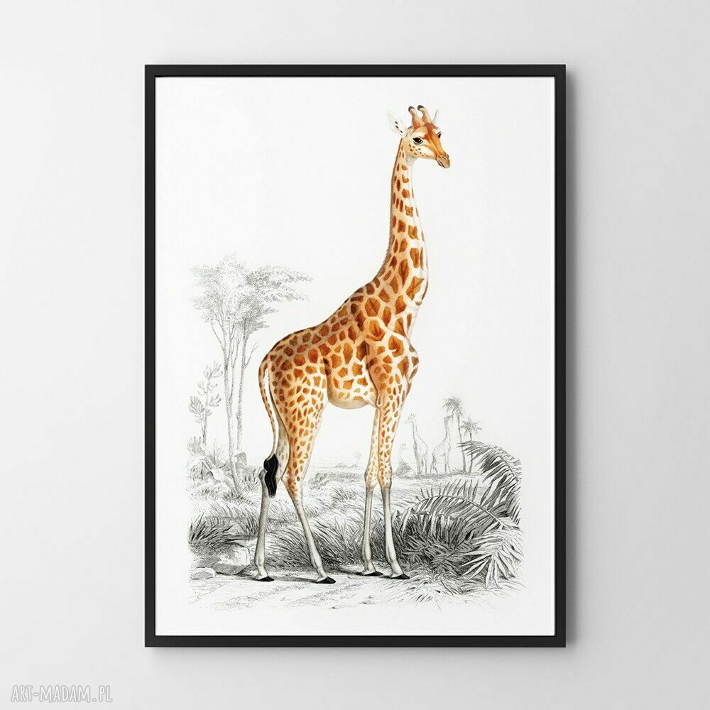 Plakat Żyrafa vintage 40x50 cm - dekoracja do salonu