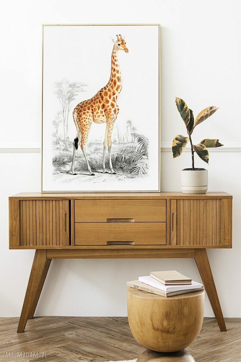 Plakat Żyrafa vintage 50x70 cm - Hogstudio