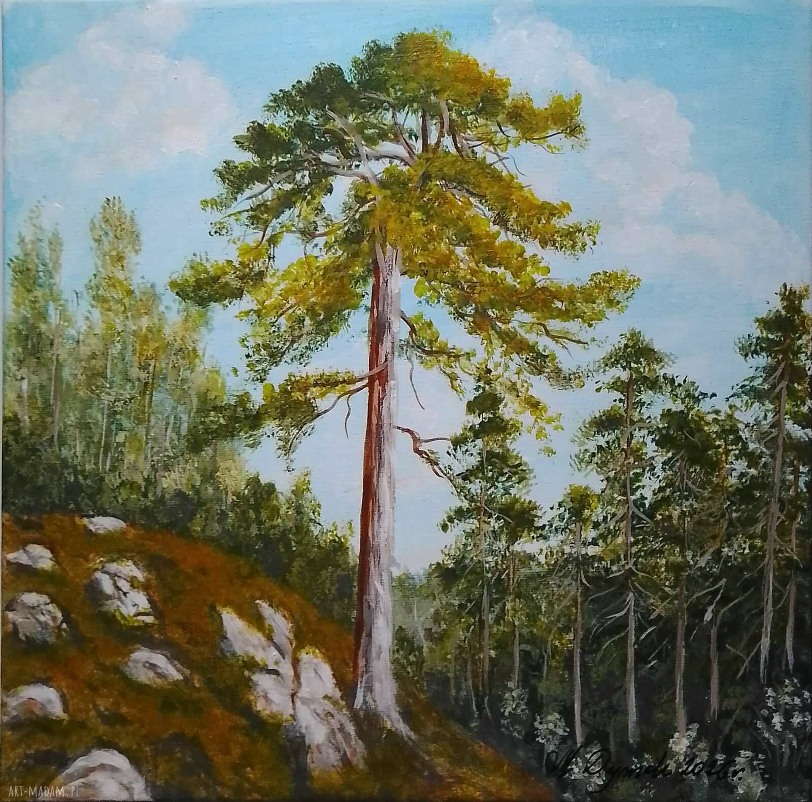 Obraz z ramą - "Wsłuchaj się w szepty lasu" (30x30 cm) - pejzaż sosny