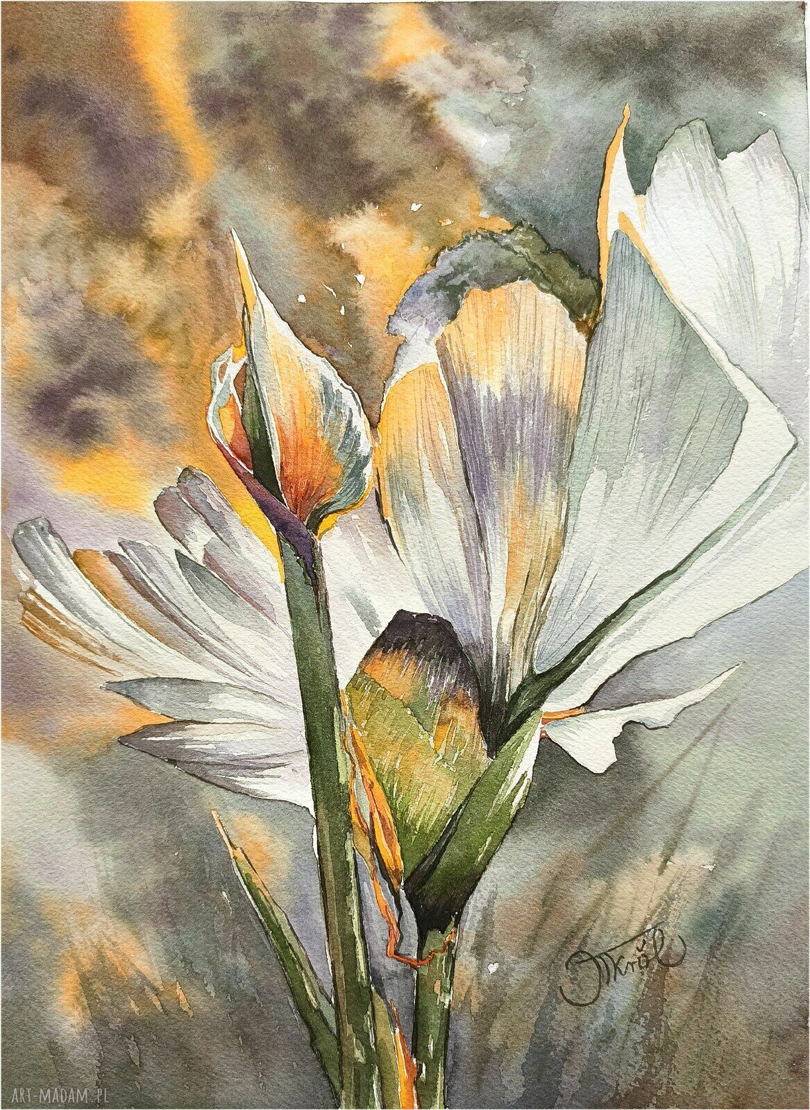 Akwarela „Rajski płomień” - strelicja 24x32 cm oryginał