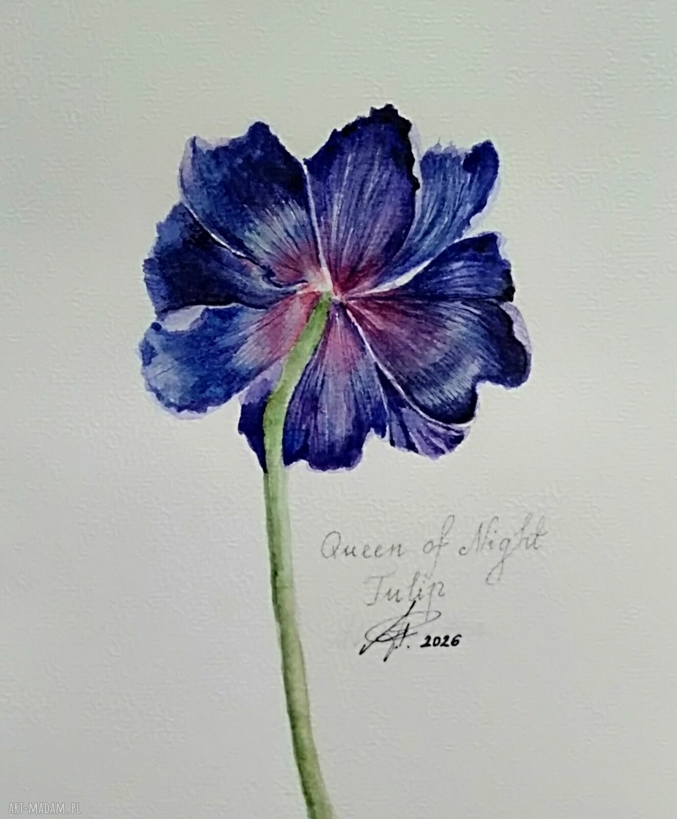 Tulipan 2 - akwarela botaniczna “Królowa nocy”