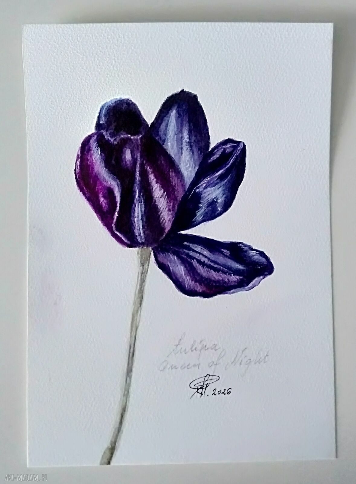 Tulipan „Królowa nocy” - oryginalna akwarela botaniczna