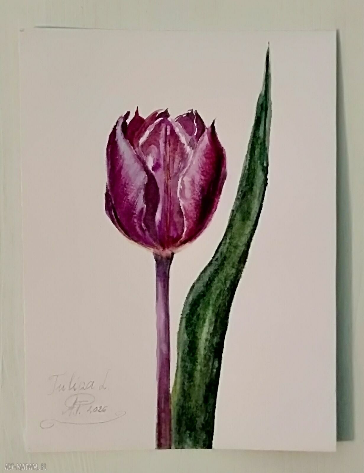Tulipan - akwarela botaniczna