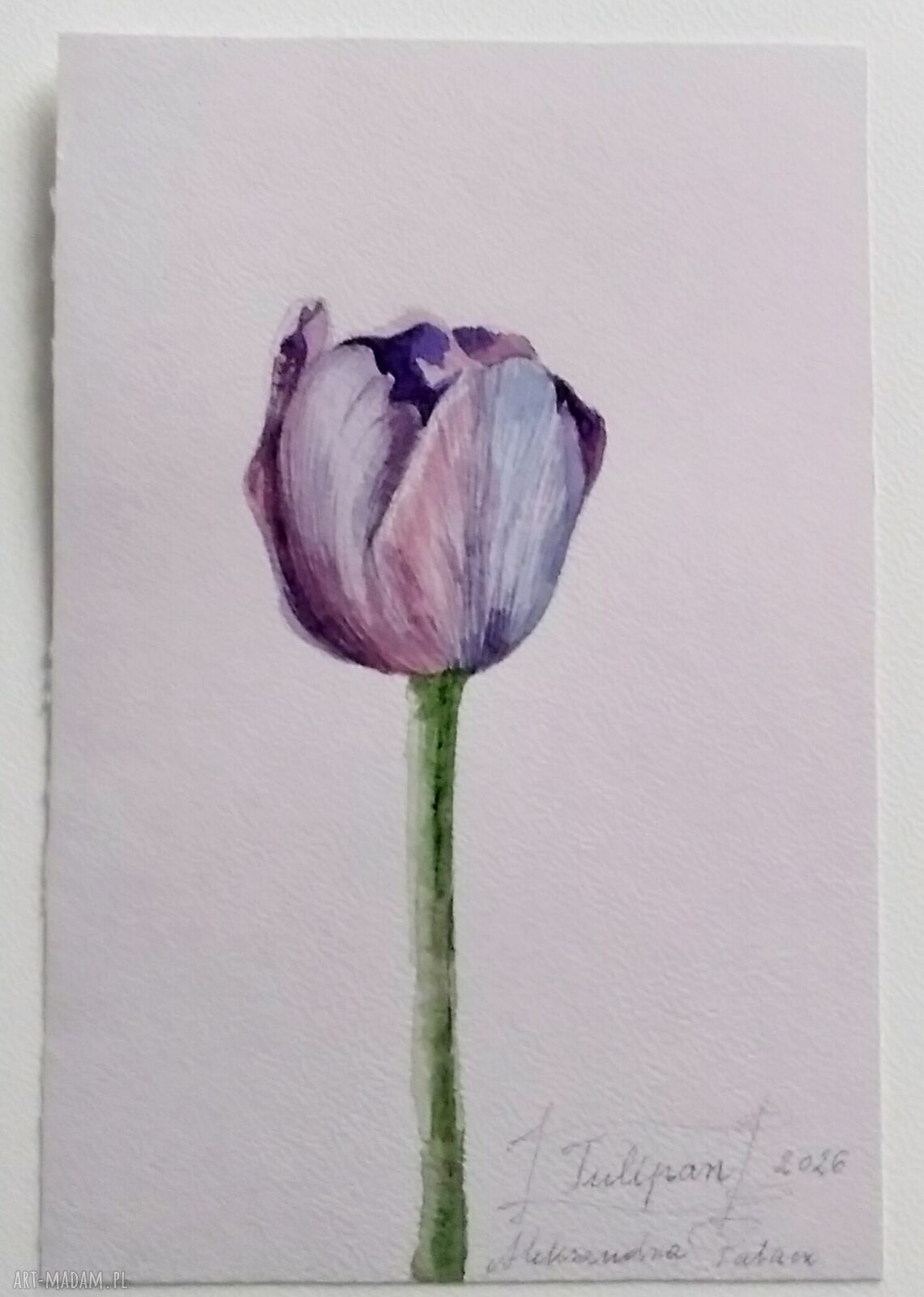 Tulipan - akwarela botaniczna 15 x 22,5 cm