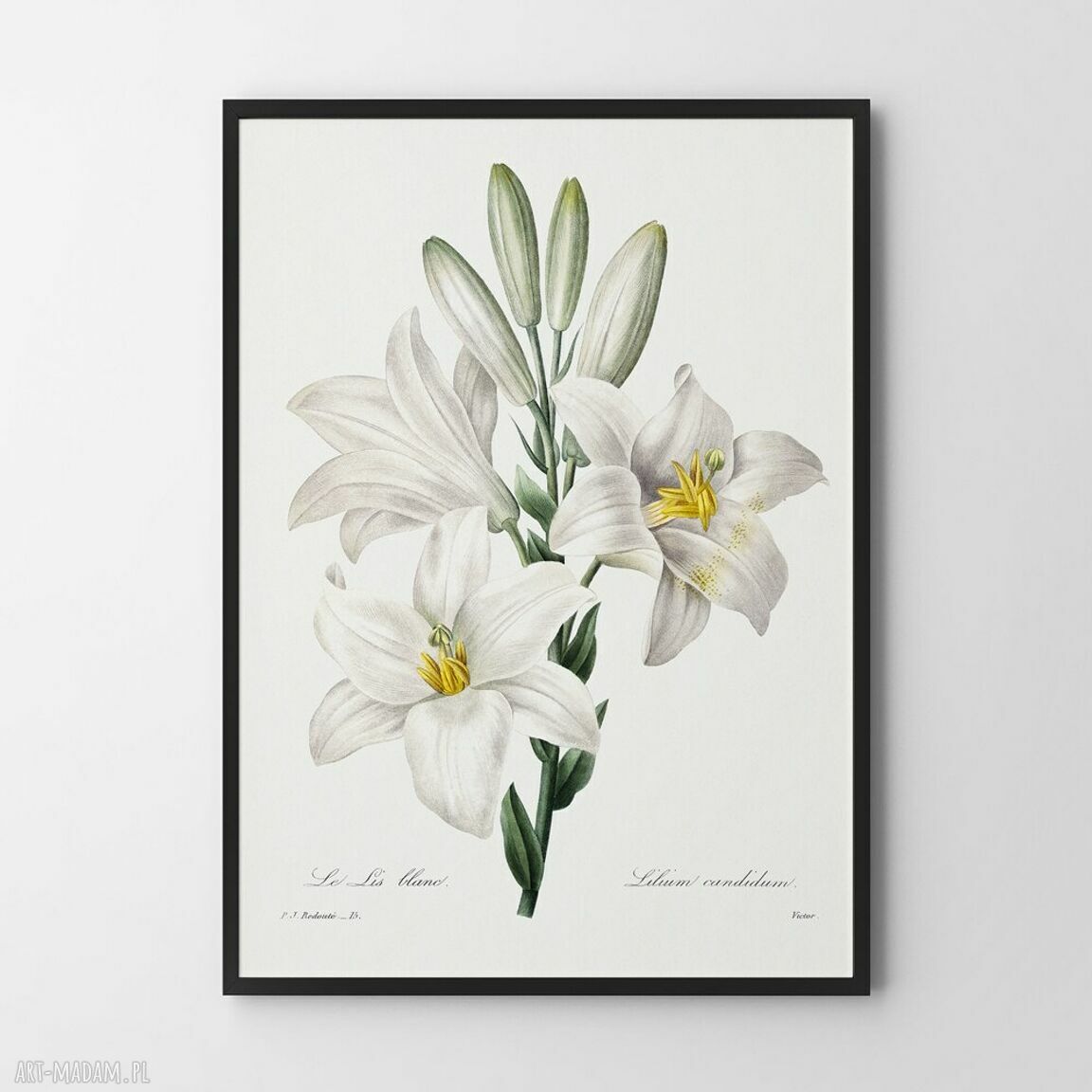 White Flowers - plakat 50x70 cm w stylu vintage z białymi kwiatami
