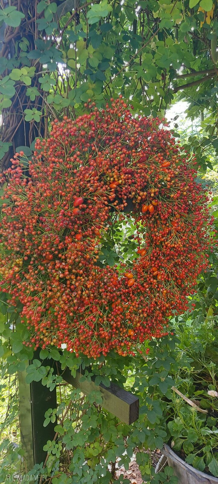 Jesienny wianek na drzwi z owoców róży wielokwiatowej - ok. 55 cm