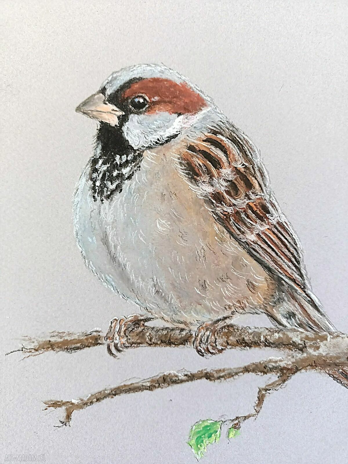 Wróbelek narysowany pastelami - obraz wróbla 16x24 cm bez ramki
