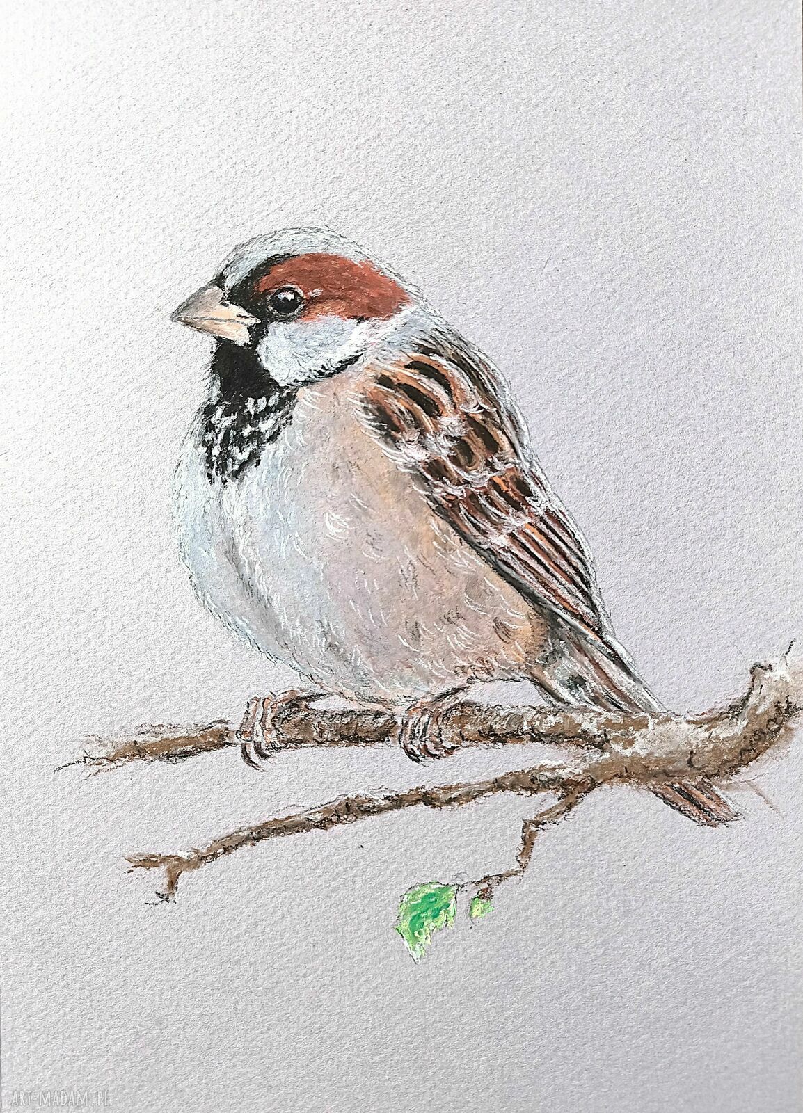 Wróbelek narysowany pastelami - obraz wróbla 16x24 cm bez ramki