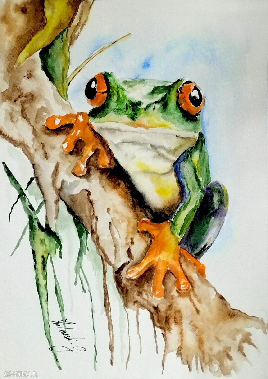 Żaba - oryginalna akwarela na papierze A4
