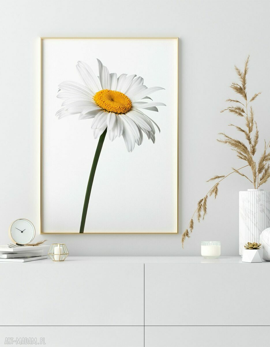 Zestaw 2 plakatów Stokrotki 30x40 cm na białym tle