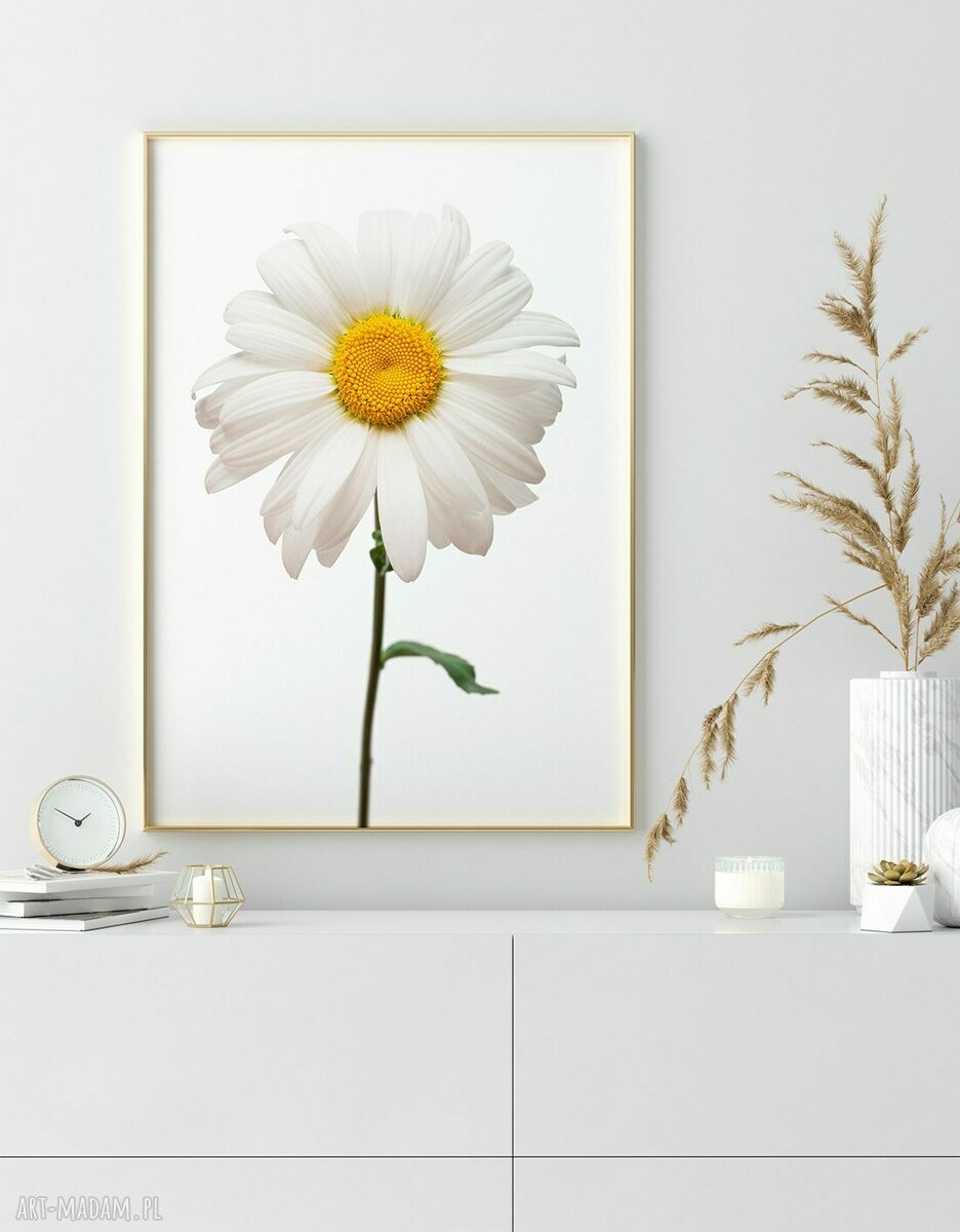 Zestaw 2 plakatów Stokrotki 30x40 cm na białym tle