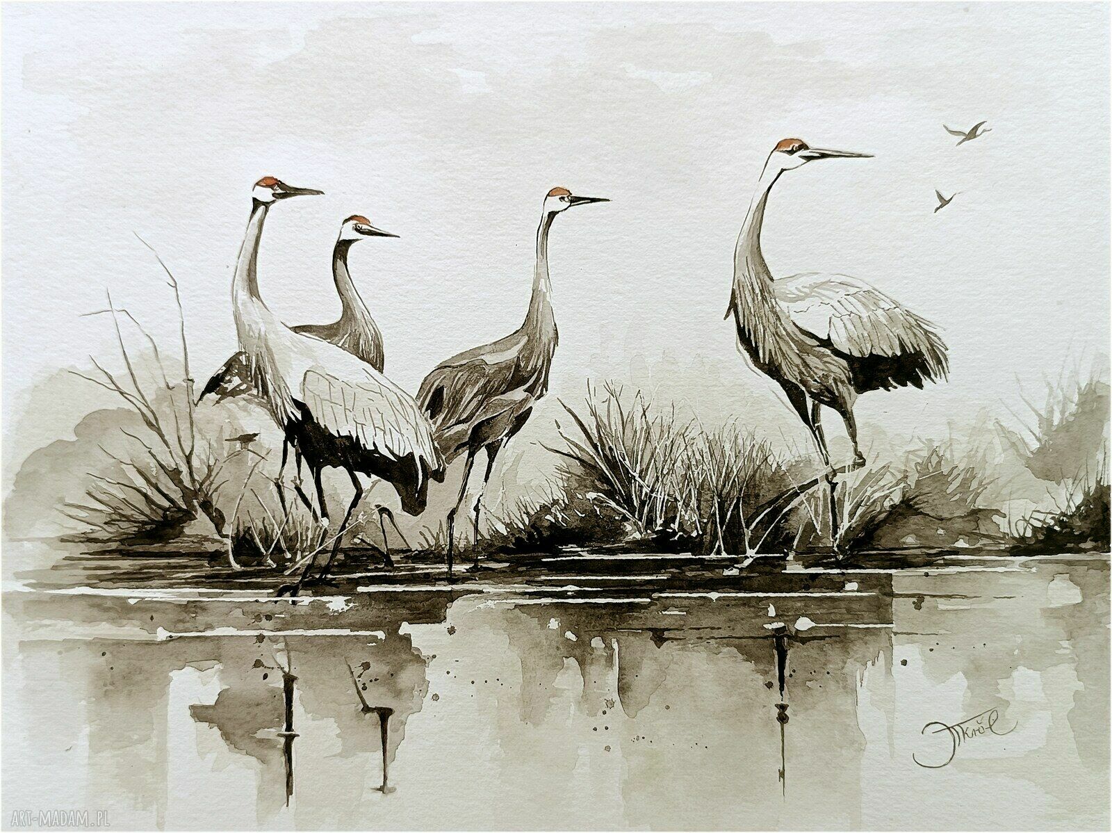 Żurawie z królestwa wiatru - akwarela 24x32 cm oryginał