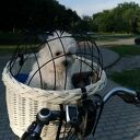 Duży kosz na rower biały dla psa